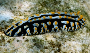 Phyllidia varicosa